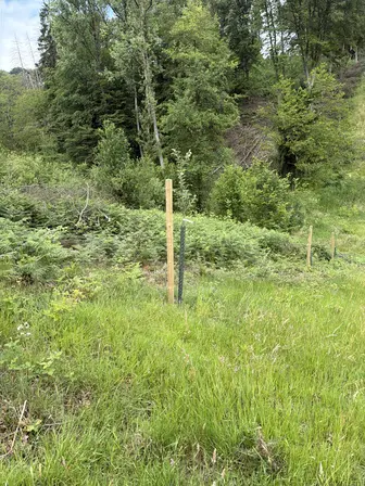Foto treephoto-hj0zb8m763pfdc4vpk1mzm1m.jpeg