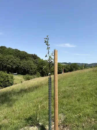 Foto treephoto-jkgp52lch2gbvfdlljn17ddu.jpeg