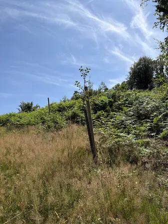 Foto treephoto-ke4u67845qvmnysihge32636.jpeg