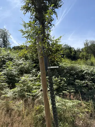 Foto treephoto-vjn8sgqi26qgq20nveypebm6.jpeg