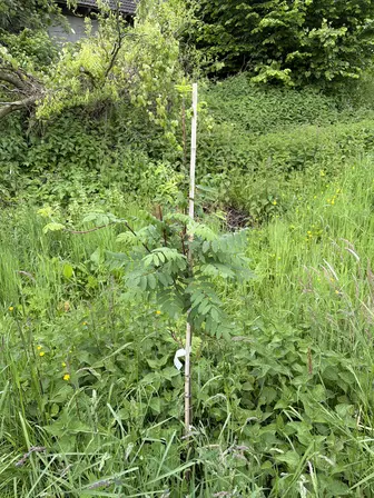 Foto treephoto-b1ds6wfi3tszw9145p2keog9.jpeg