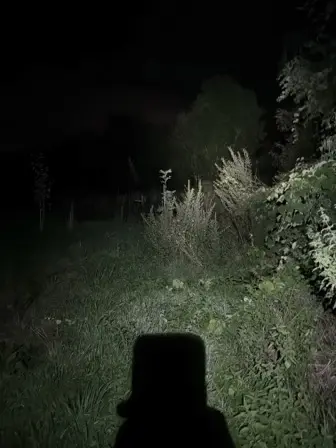 Foto treephoto-c61dnqwss3qmwxp2s6xabo64.jpeg