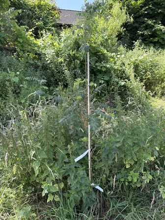 Foto treephoto-k2ow0rk0x7poycgyt5krusw3.jpeg