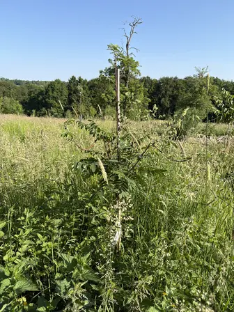 Foto treephoto-u79ol9z2akttoepuxfe48xve.jpeg