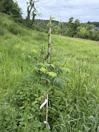 Foto treephoto-yvkvpltch3yf4f6zgn6h30m2.jpeg