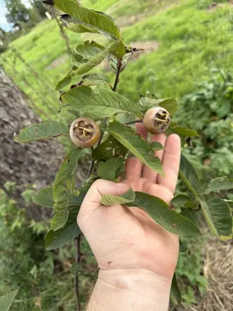 Foto treephoto-b3812rsaa9ponz82enpcsx9v.jpeg