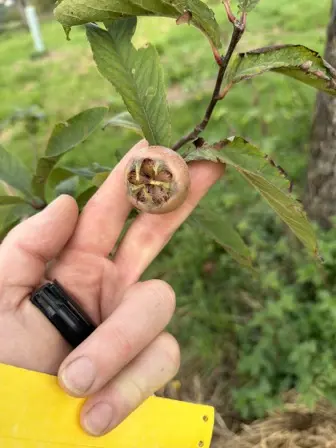 Foto treephoto-ceoct1m8lfb0nurp5h11hm2y.jpeg