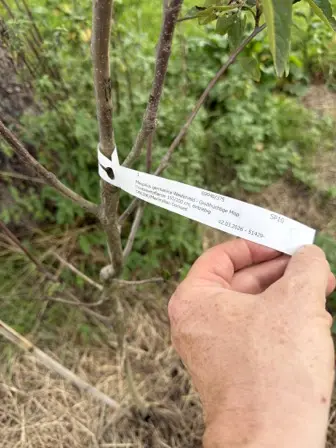 Foto treephoto-hal3bbsqb903rgwdmsywnoqd.jpeg