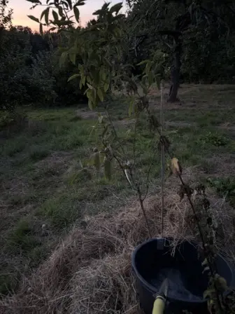 Foto treephoto-ugmg5e9yx2a5r34jm992po7k.jpeg