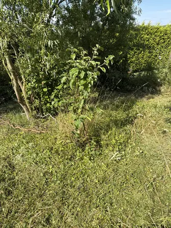 Foto treephoto-l4cuzq68hvsk9gl5wpfi6yi5.jpeg