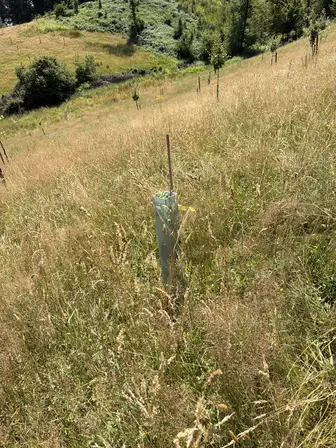 Foto treephoto-hznnbt5b8qgr04n4y0ocnqo0.jpeg