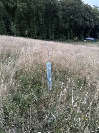 Foto treephoto-jfnau0rntkagdugf065xqh3y.jpeg