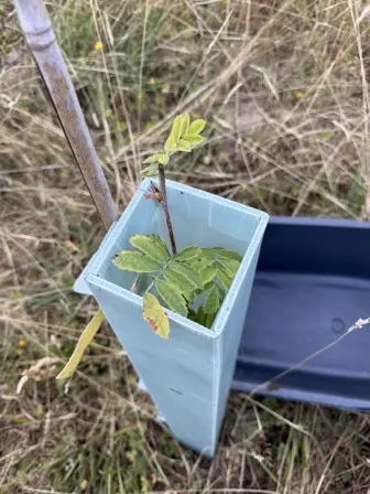 Foto treephoto-l26jjutnzv5c3zesi00539ef.jpeg