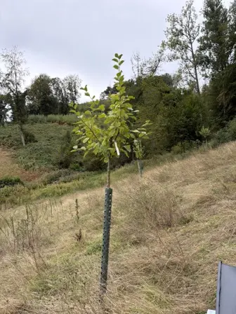 Foto treephoto-um6lk9cujg1ie2u1562df177.jpeg