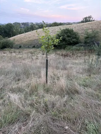 Foto treephoto-v372o7k3qbyv6up2fs49tbij.jpeg