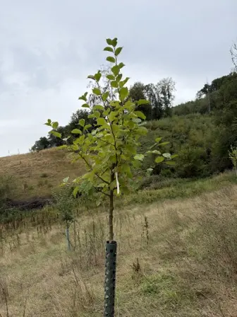Foto treephoto-yuwloxwi62zvj506e5zm2axm.jpeg