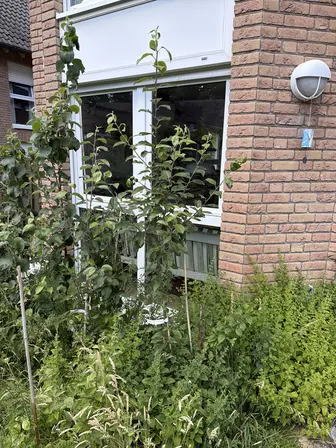 Foto treephoto-llvy7t03u5z7nwsxzsjefq7k.jpeg