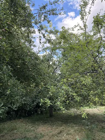 Foto treephoto-byhgn5yyzop322341k63m569.jpeg