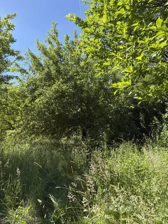 Foto treephoto-h95ppuh6dyl6wwmylhsnqbln.jpeg