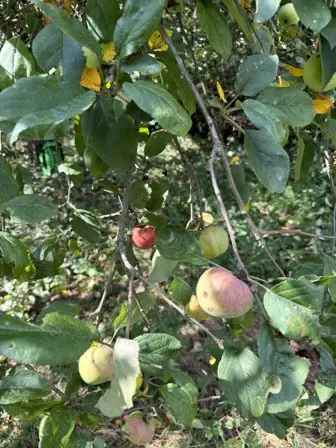 Foto treephoto-hzx3qdktjf05n2cm5zx4zym9.jpeg