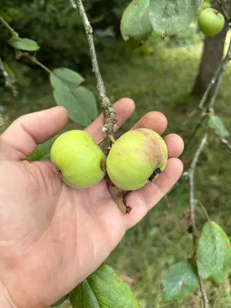 Foto treephoto-ikfxcbez6b7c33xielhuookq.jpeg