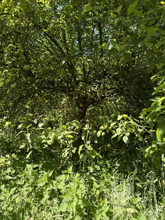 Foto treephoto-j266wkn3kxux1hoqlrcqh16b.jpeg