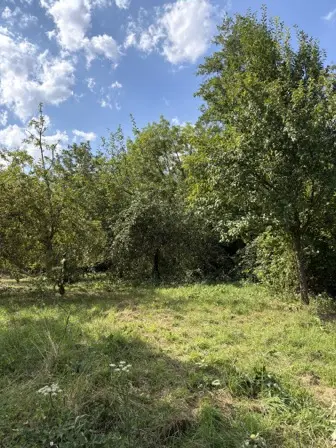 Foto treephoto-kyl40r3zn31f0hvabj7mct6v.jpeg