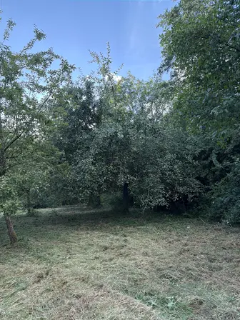 Foto treephoto-o3htsx16h9yqrnf9jtr70cuf.jpeg