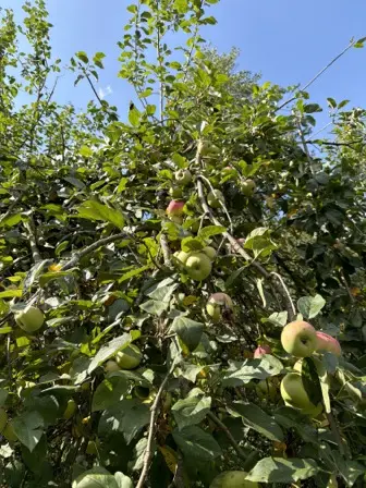 Foto treephoto-o85gftp0l8w2hfe90maa5slb.jpeg