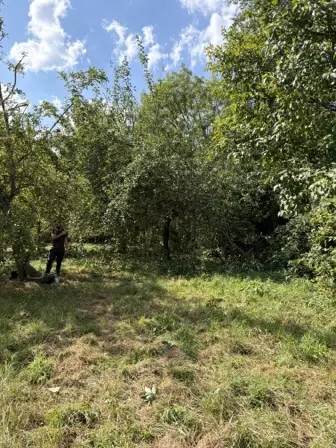 Foto treephoto-pn0x5aq9xzqr01xm7az8e7si.jpeg