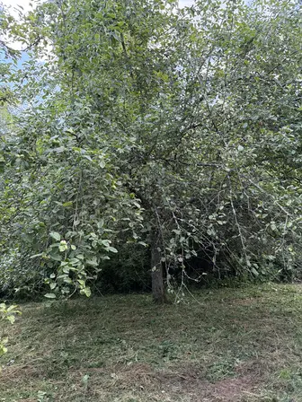Foto treephoto-rcf07qlki65qk7fgk751bv7i.jpeg