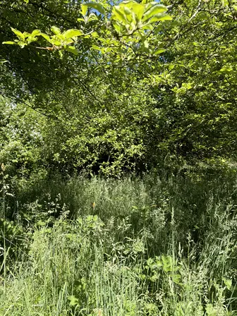 Foto treephoto-t284qsjqb03cnxjok3c27x1t.jpeg