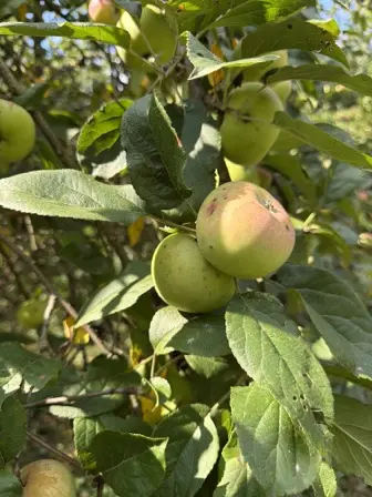 Foto treephoto-tavbbh6szsp0a6t5mu90fsk4.jpeg