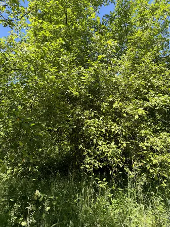 Foto treephoto-y4cusvordb69a9ovfaevpcr6.jpeg