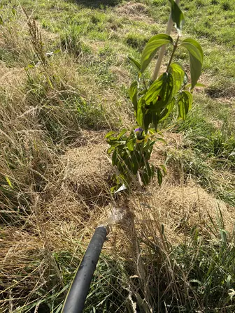 Foto treephoto-gtbd7ersg4wbm0wfedk7h638.jpeg
