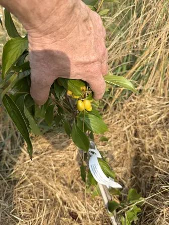 Foto treephoto-luozfpapfel4n5lmcro9hj26.jpeg