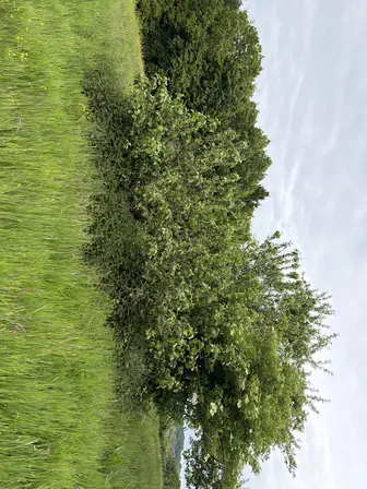 Foto treephoto-coiu9nw4keixuvy6gpcsh9ay.jpeg