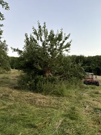 Foto treephoto-dye21fjxu8nthwo8zt4ogzqt.jpeg