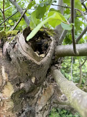 Foto treephoto-mh2c2yia7a610c5zyj5v75vq.jpeg