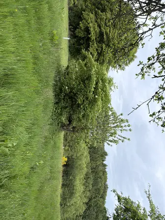 Foto treephoto-mze374awbrwcsplkr0gy4dmo.jpeg