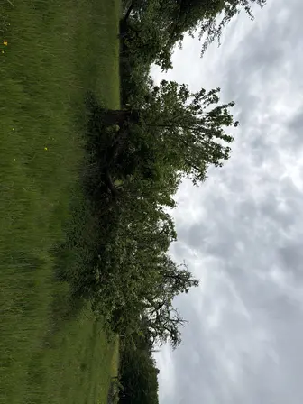 Foto treephoto-nk6v8nusmut8y9g64tpflwxb.jpeg