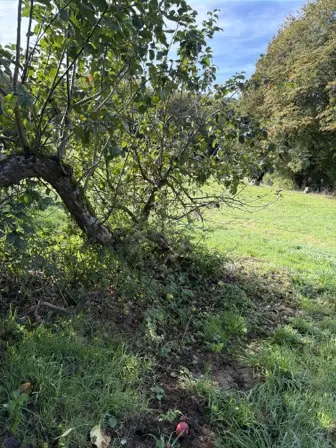 Foto treephoto-uuns0lhlqglt0n9rkjm76aqk.jpeg