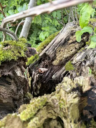 Foto treephoto-w9d3twattabf58ocx5o9p1ef.jpeg