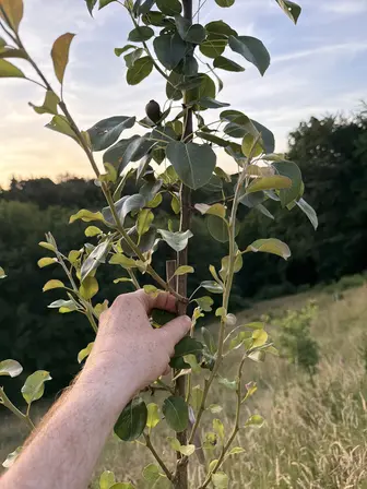 Foto treephoto-ecrc69nghz1kofnzvlbpiaxo.jpeg