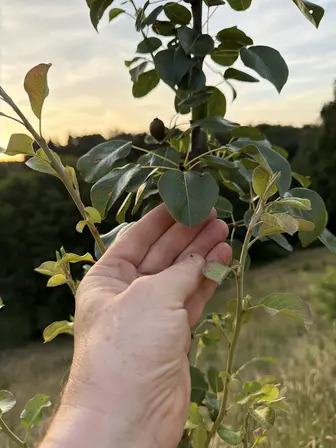 Foto treephoto-iqulziu2c59ad6v1hv1l8w2n.jpeg