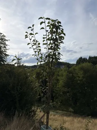 Foto treephoto-my5gg77f1l80e9g065hc4hb4.jpeg