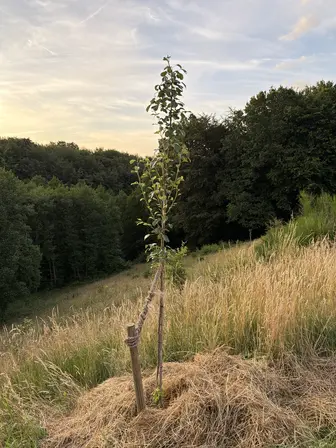Foto treephoto-y1ryyidhss589auuewbqroxr.jpeg