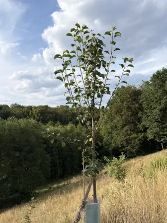 Foto treephoto-zi3fyxocjqm7e5eegtmx0xpq.jpeg