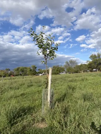 Foto treephoto-vdouzhzsdcl6nlnwvv1o1gji.jpeg