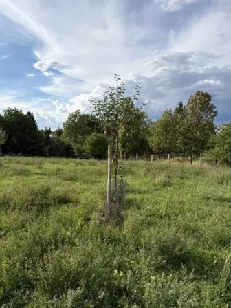 Foto treephoto-yqynhnnaraszzfrm0lh5gae8.jpeg